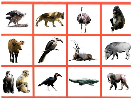 Wycinanka A4 samoprzylepna ZWIERZĘTA ŚWIATA CORMORAN