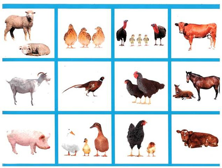 Wycinanka A4 samoprzylepna ZWIERZĘTA ŚWIATA CORMORAN