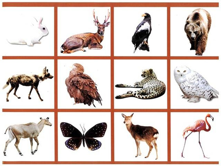 Wycinanka A4 samoprzylepna ZWIERZĘTA ŚWIATA CORMORAN