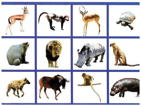 Wycinanka A4 samoprzylepna ZWIERZĘTA ŚWIATA CORMORAN