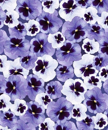 Papier do scrapbookingu transparentny (kalka ozdobna) A4 FLORA BRATKI Dekor-Art-Serwis