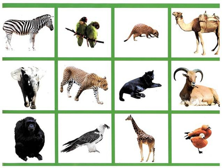 Wycinanka A4 samoprzylepna ZWIERZĘTA ŚWIATA CORMORAN