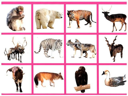 Wycinanka A4 samoprzylepna ZWIERZĘTA ŚWIATA CORMORAN